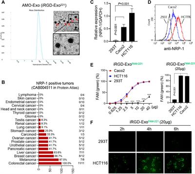 Delivery of Anti-miRNA-221 for Colorectal Carcinoma Therapy Using Modified Cord Blood Mesenchymal Stem Cells-Derived Exosomes